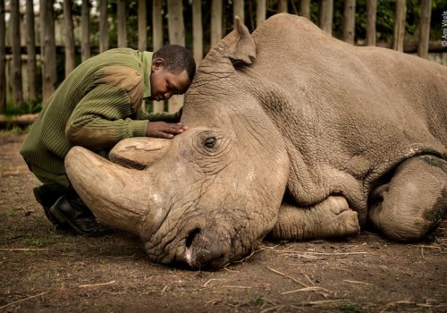 Stunning images shortlisted for Wildlife Photographer of the Year People's Choice Award